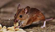 24 Hour & Emergency Exterminators in Plaza, NJ